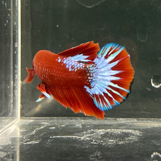 the-fish-farm Premium Male Betta Fancy Plakat Betta Male - One Only - 17 Buy this Premium Male Plakat Betta - One Only The Fish Farm Australia 
