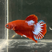 the-fish-farm Premium Male Betta Fancy Plakat Betta Male - One Only - 17 Buy this Premium Male Plakat Betta - One Only The Fish Farm Australia 