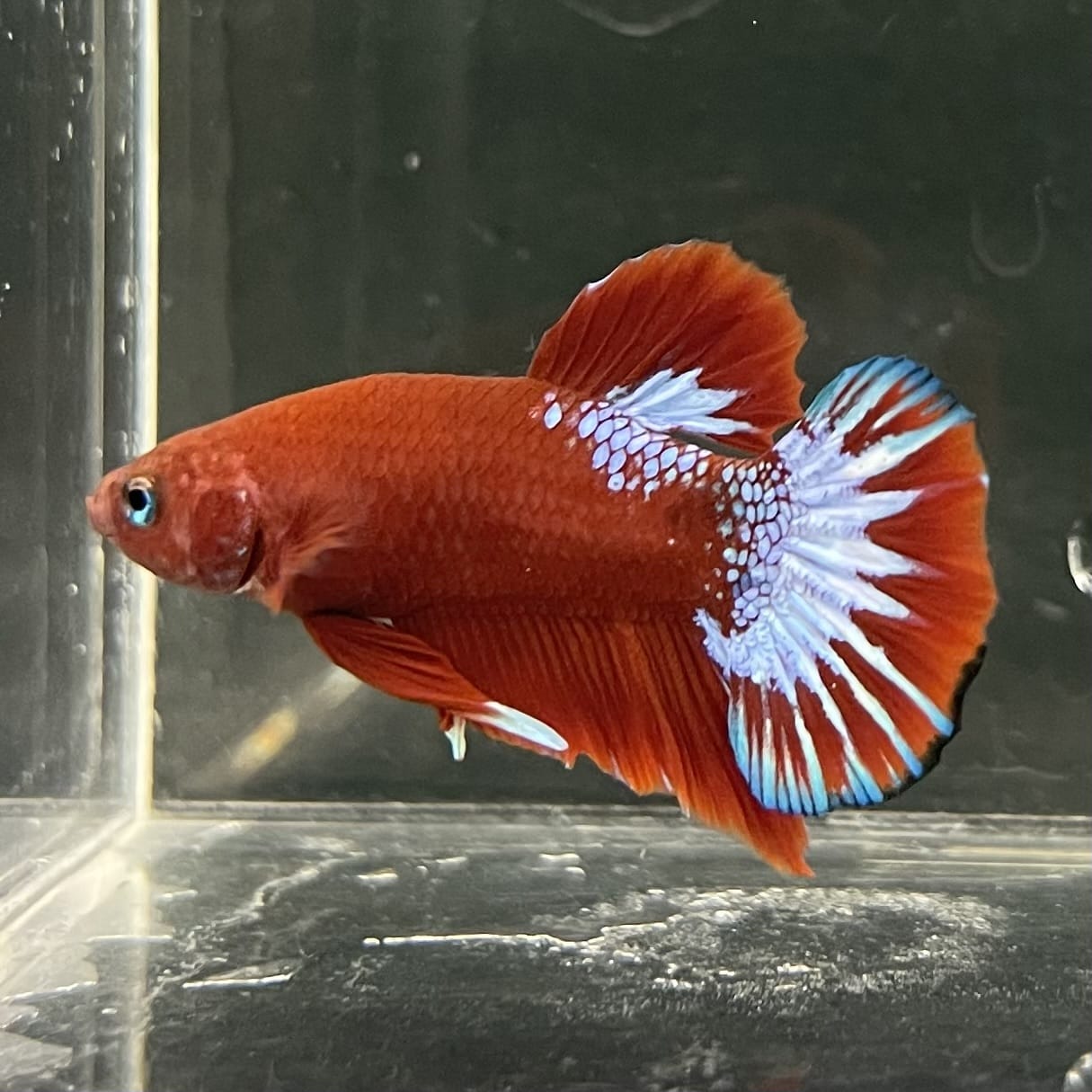 the-fish-farm Premium Male Betta Fancy Plakat Betta Male - One Only - 17 Buy this Premium Male Plakat Betta - One Only The Fish Farm Australia 