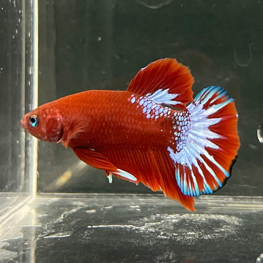 the-fish-farm Premium Male Betta Fancy Plakat Betta Male - One Only - 17 Buy this Premium Male Plakat Betta - One Only The Fish Farm Australia 