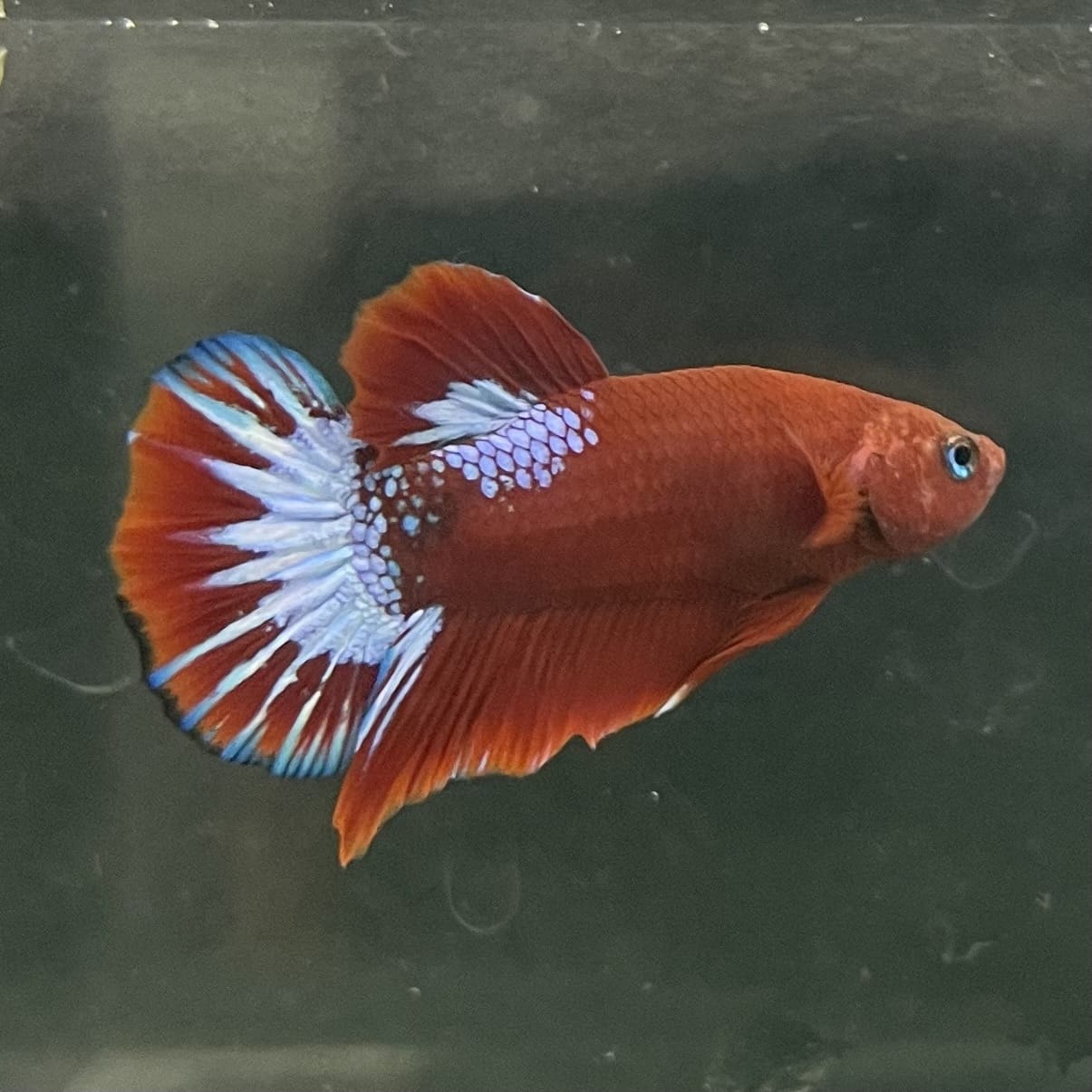 the-fish-farm Premium Male Betta Fancy Plakat Betta Male - One Only - 17 Buy this Premium Male Plakat Betta - One Only The Fish Farm Australia 