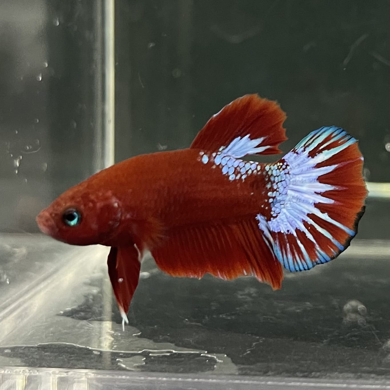 the-fish-farm Premium Male Betta Fancy Plakat Betta Male - One Only - 17 Buy this Premium Male Plakat Betta - One Only The Fish Farm Australia 