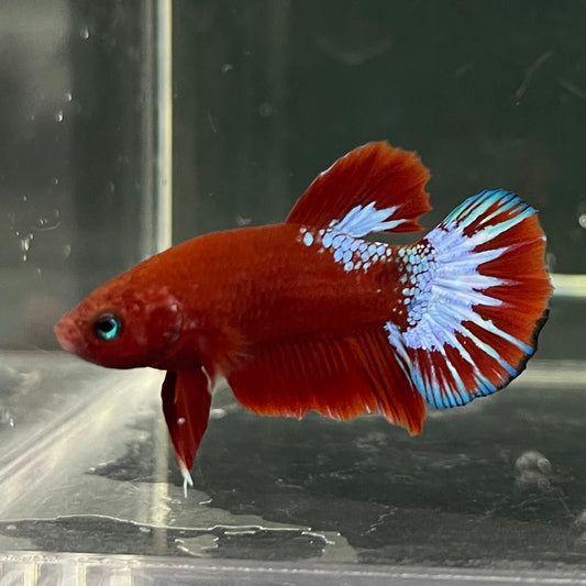 the-fish-farm Premium Male Betta Fancy Plakat Betta Male - One Only - 17 Buy this Premium Male Plakat Betta - One Only The Fish Farm Australia 