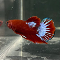 the-fish-farm Premium Male Betta Fancy Plakat Betta Male - One Only - 17 Buy this Premium Male Plakat Betta - One Only The Fish Farm Australia 