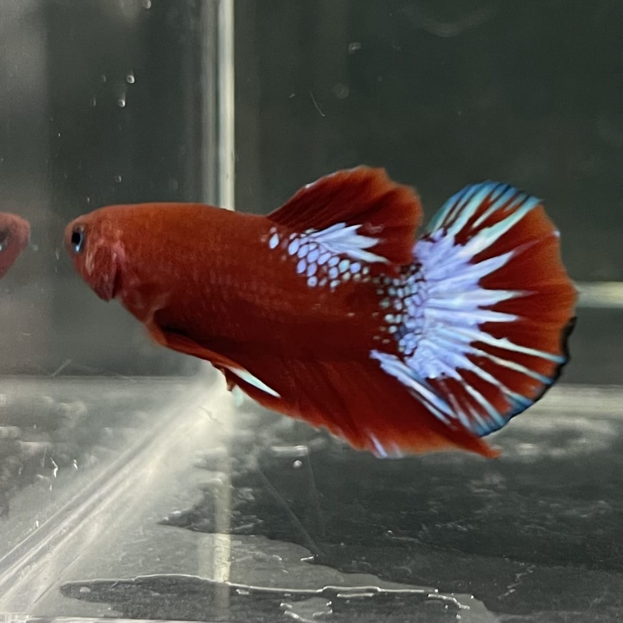 the-fish-farm Premium Male Betta Fancy Plakat Betta Male - One Only - 17 Buy this Premium Male Plakat Betta - One Only The Fish Farm Australia 