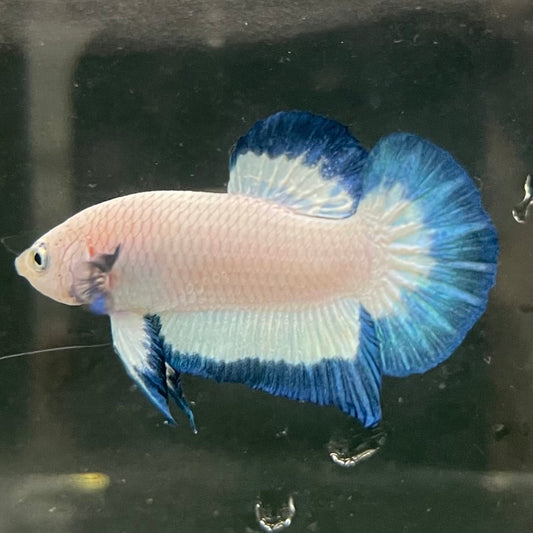 the-fish-farm Premium Male Betta Fancy Plakat Betta Male - One Only - 18 Buy this Premium Male Plakat Betta - One Only The Fish Farm Australia 
