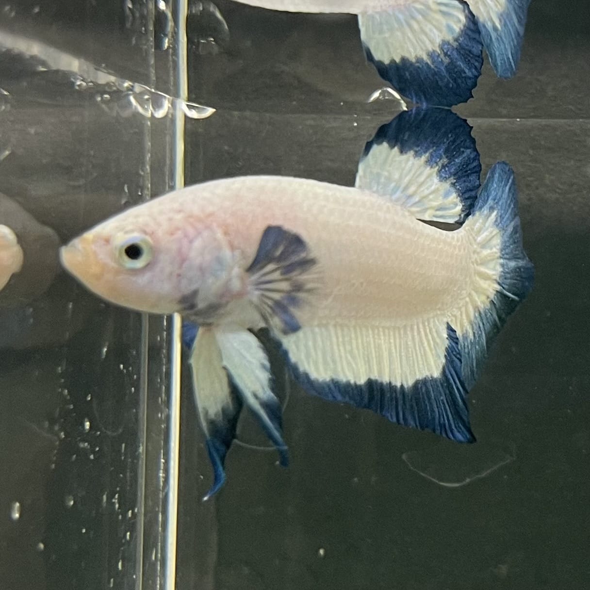 the-fish-farm Premium Male Betta Fancy Plakat Betta Male - One Only - 18 Buy this Premium Male Plakat Betta - One Only The Fish Farm Australia 