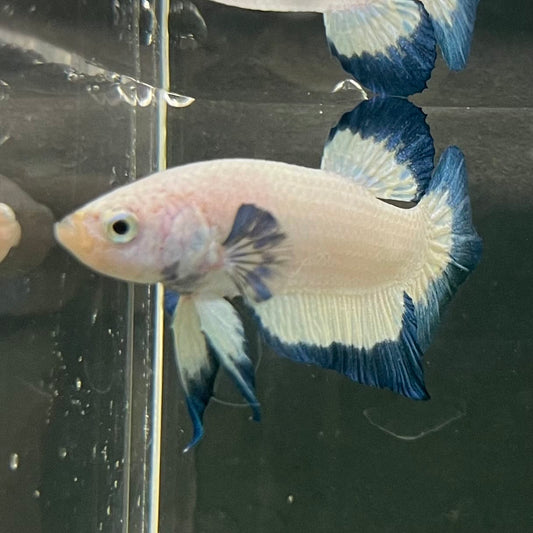 the-fish-farm Premium Male Betta Fancy Plakat Betta Male - One Only - 18 Buy this Premium Male Plakat Betta - One Only The Fish Farm Australia 