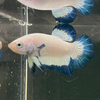 the-fish-farm Premium Male Betta Fancy Plakat Betta Male - One Only - 18 Buy this Premium Male Plakat Betta - One Only The Fish Farm Australia 