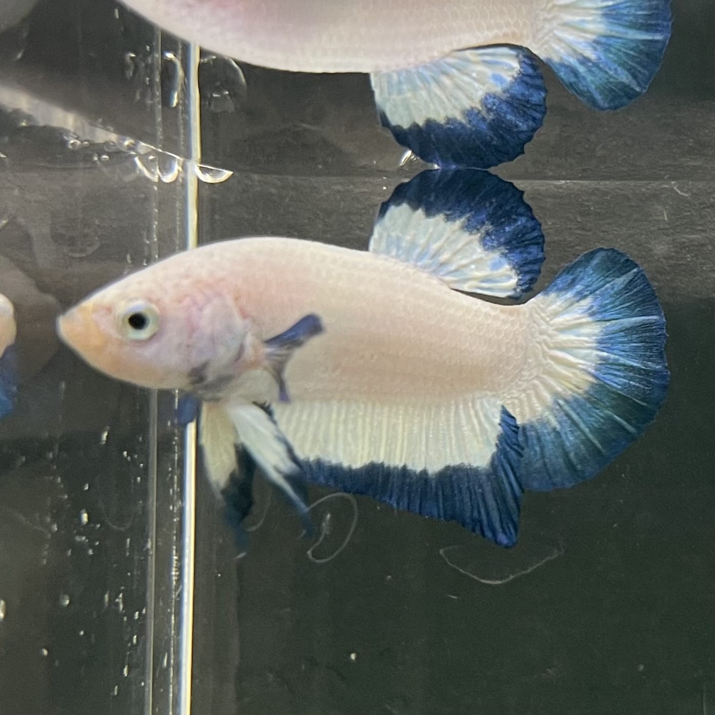 the-fish-farm Premium Male Betta Fancy Plakat Betta Male - One Only - 18 Buy this Premium Male Plakat Betta - One Only The Fish Farm Australia 