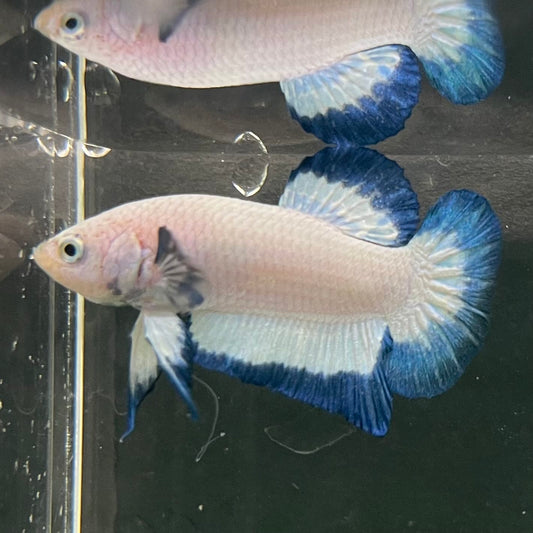 the-fish-farm Premium Male Betta Fancy Plakat Betta Male - One Only - 18 Buy this Premium Male Plakat Betta - One Only The Fish Farm Australia 