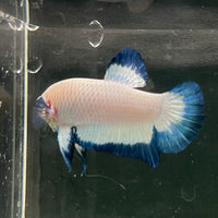 the-fish-farm Premium Male Betta Fancy Plakat Betta Male - One Only - 18 Buy this Premium Male Plakat Betta - One Only The Fish Farm Australia 