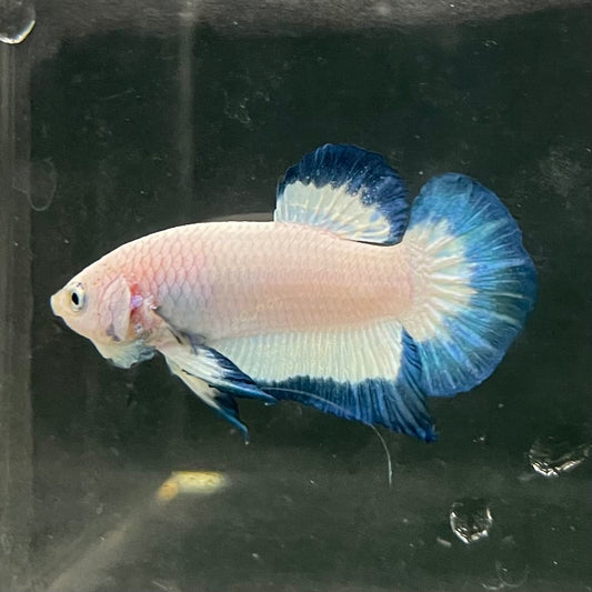 the-fish-farm Premium Male Betta Fancy Plakat Betta Male - One Only - 18 Buy this Premium Male Plakat Betta - One Only The Fish Farm Australia 