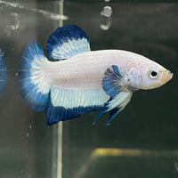 the-fish-farm Premium Male Betta Fancy Plakat Betta Male - One Only - 18 Buy this Premium Male Plakat Betta - One Only The Fish Farm Australia 