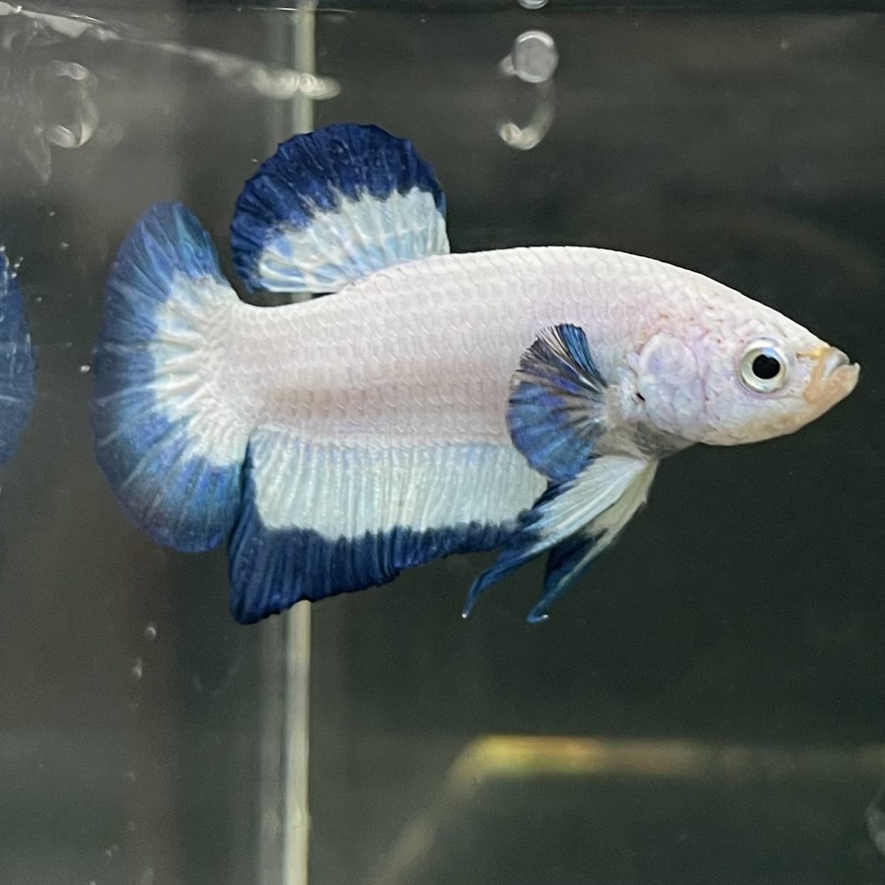 the-fish-farm Premium Male Betta Fancy Plakat Betta Male - One Only - 18 Buy this Premium Male Plakat Betta - One Only The Fish Farm Australia 