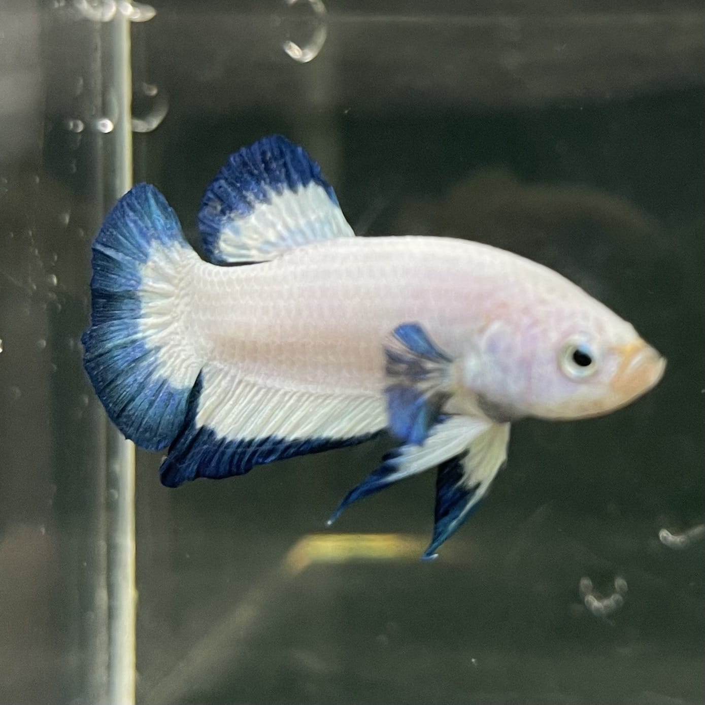 the-fish-farm Premium Male Betta Fancy Plakat Betta Male - One Only - 18 Buy this Premium Male Plakat Betta - One Only The Fish Farm Australia 