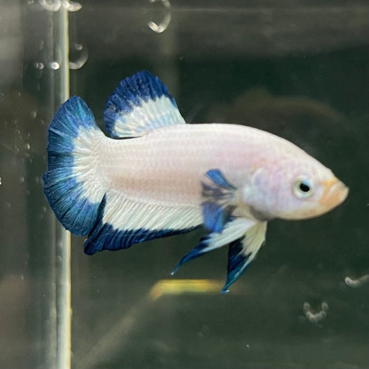 the-fish-farm Premium Male Betta Fancy Plakat Betta Male - One Only - 18 Buy this Premium Male Plakat Betta - One Only The Fish Farm Australia 