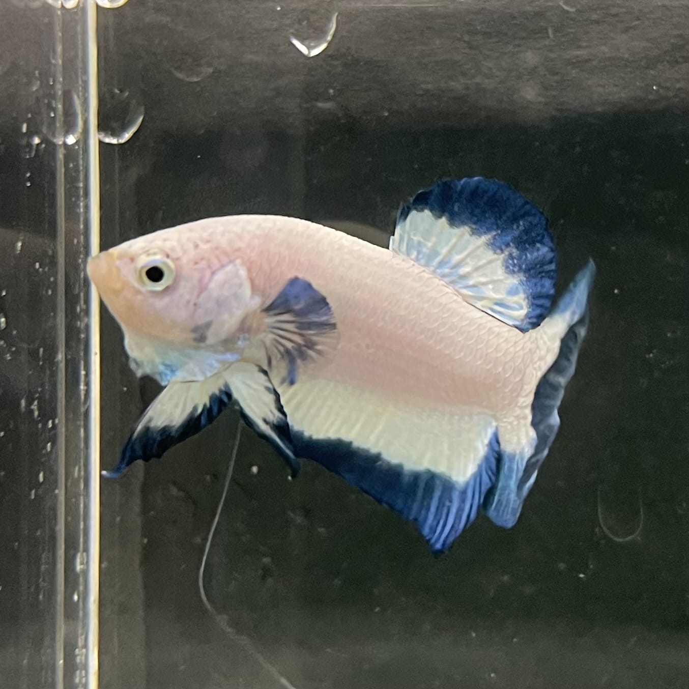 the-fish-farm Premium Male Betta Fancy Plakat Betta Male - One Only - 18 Buy this Premium Male Plakat Betta - One Only The Fish Farm Australia 