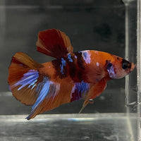 the-fish-farm Premium Male Betta Fancy Plakat Betta Male - One Only - 18 Buy this Premium Male Plakat Betta - One Only The Fish Farm Australia 
