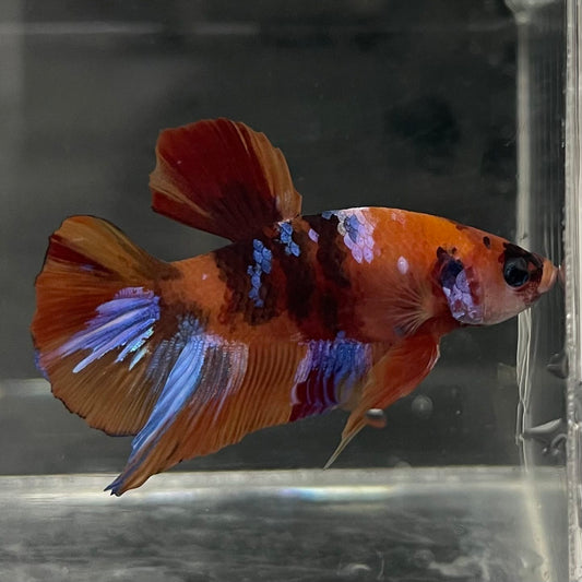 the-fish-farm Premium Male Betta Fancy Plakat Betta Male - One Only - 18 Buy this Premium Male Plakat Betta - One Only The Fish Farm Australia 