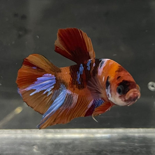 the-fish-farm Premium Male Betta Fancy Plakat Betta Male - One Only - 18 Buy this Premium Male Plakat Betta - One Only The Fish Farm Australia 