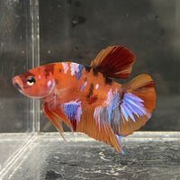 the-fish-farm Premium Male Betta Fancy Plakat Betta Male - One Only - 18 Buy this Premium Male Plakat Betta - One Only The Fish Farm Australia 