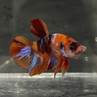 the-fish-farm Premium Male Betta Fancy Plakat Betta Male - One Only - 18 Buy this Premium Male Plakat Betta - One Only The Fish Farm Australia 