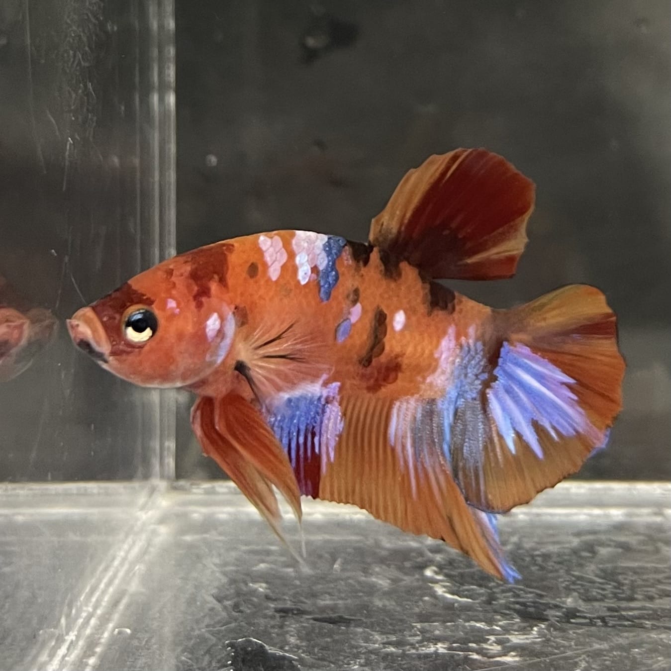 the-fish-farm Premium Male Betta Fancy Plakat Betta Male - One Only - 18 Buy this Premium Male Plakat Betta - One Only The Fish Farm Australia 