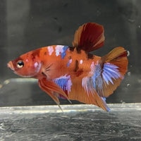 the-fish-farm Premium Male Betta Fancy Plakat Betta Male - One Only - 18 Buy this Premium Male Plakat Betta - One Only The Fish Farm Australia 