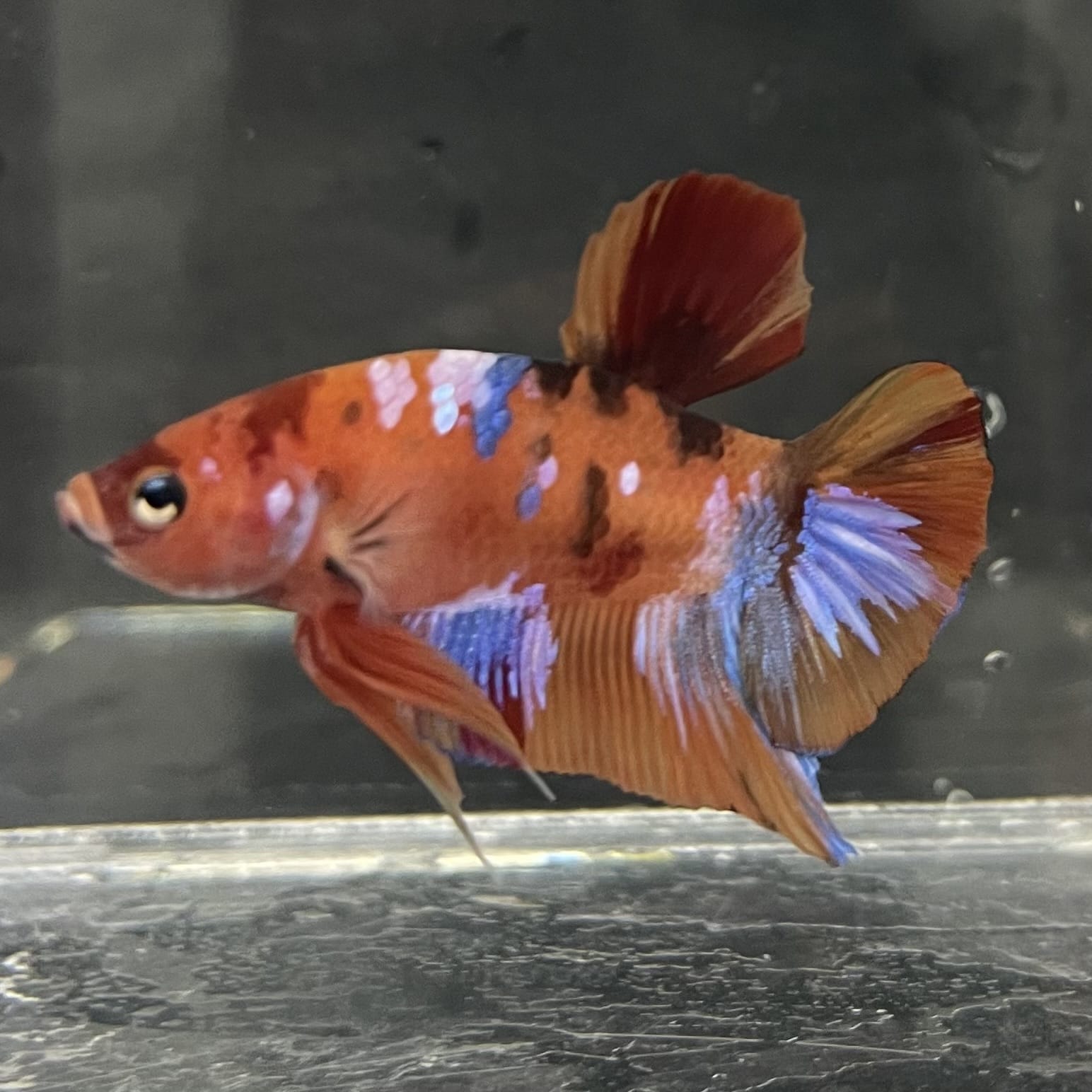 the-fish-farm Premium Male Betta Fancy Plakat Betta Male - One Only - 18 Buy this Premium Male Plakat Betta - One Only The Fish Farm Australia 