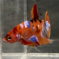 the-fish-farm Premium Male Betta Fancy Plakat Betta Male - One Only - 18 Buy this Premium Male Plakat Betta - One Only The Fish Farm Australia 