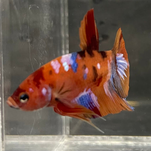 the-fish-farm Premium Male Betta Fancy Plakat Betta Male - One Only - 18 Buy this Premium Male Plakat Betta - One Only The Fish Farm Australia 