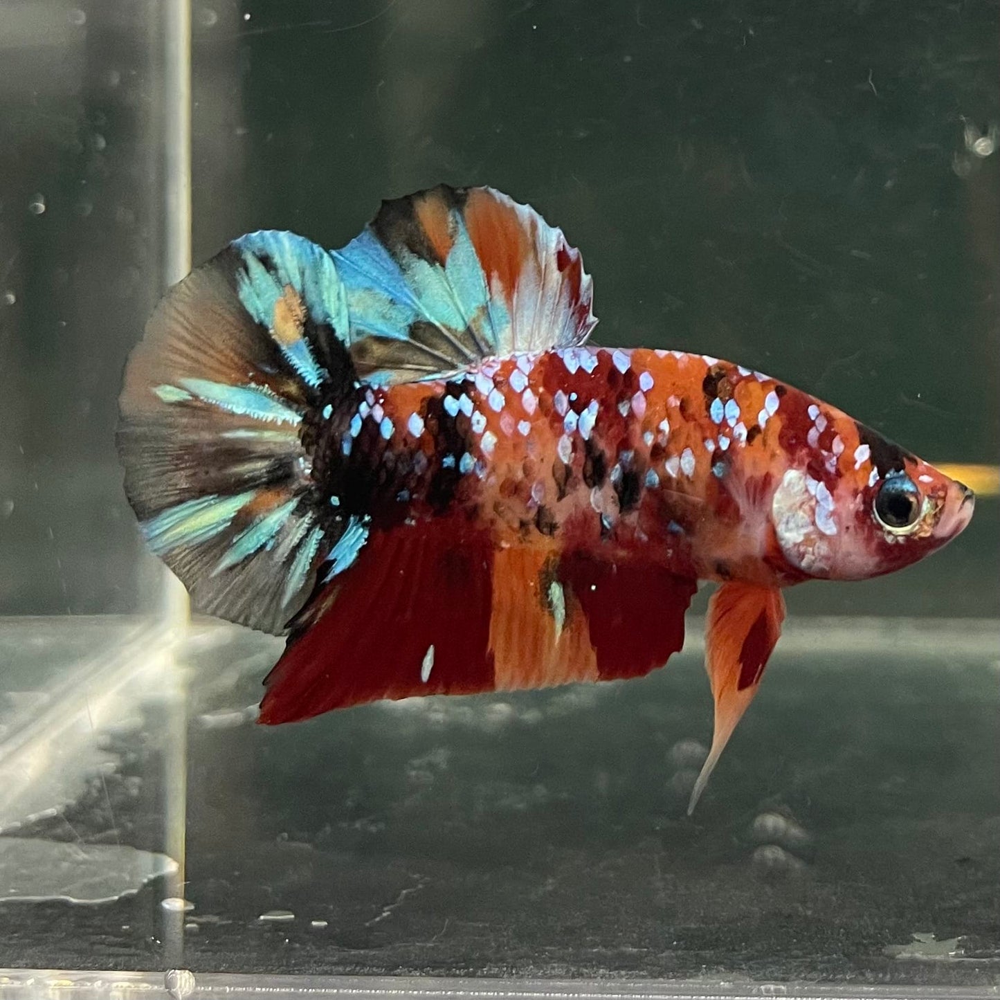 the-fish-farm Premium Male Betta Fancy Plakat Betta Male - One Only - 19 Buy this Premium Male Plakat Betta - One Only The Fish Farm Australia 
