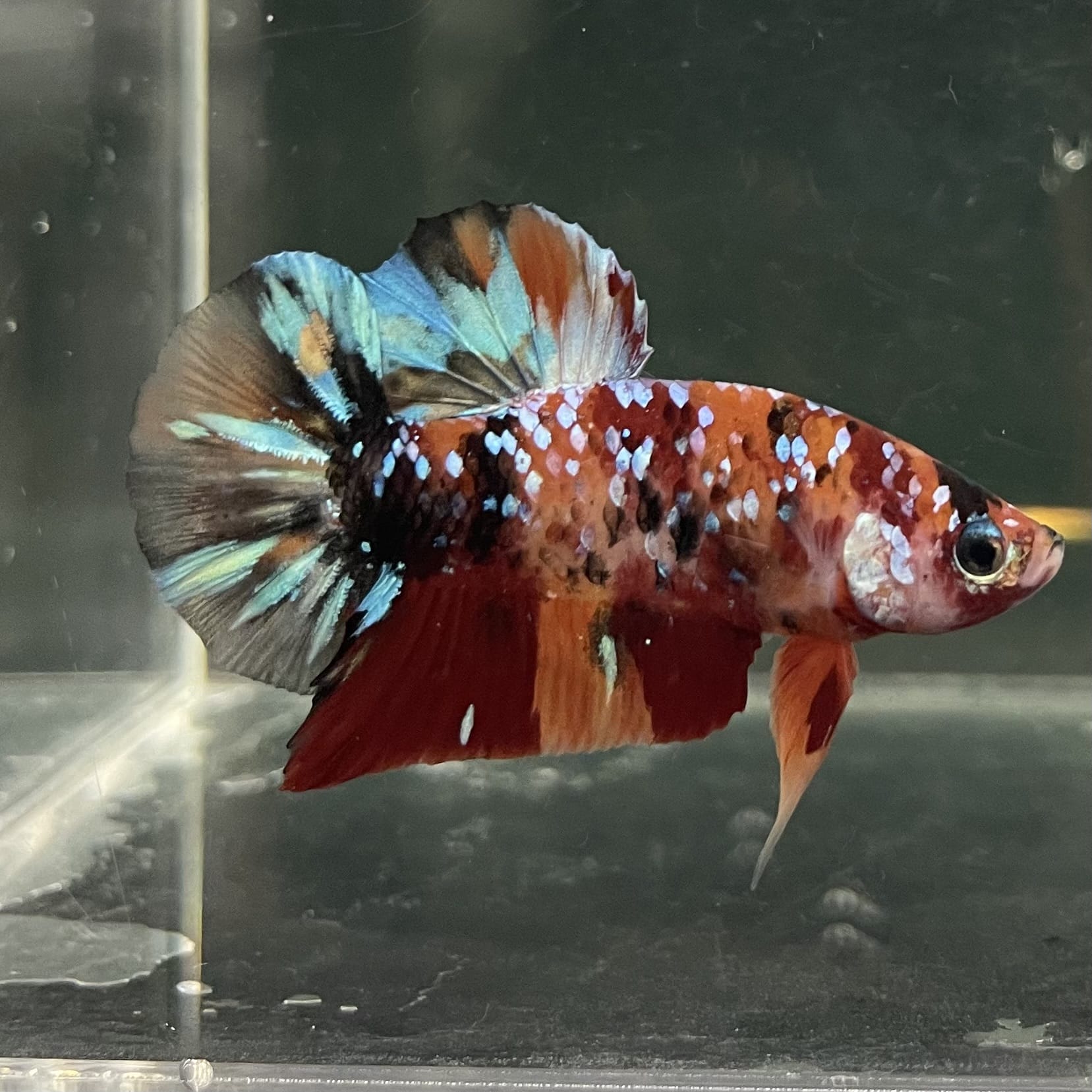 the-fish-farm Premium Male Betta Fancy Plakat Betta Male - One Only - 19 Buy this Premium Male Plakat Betta - One Only The Fish Farm Australia 