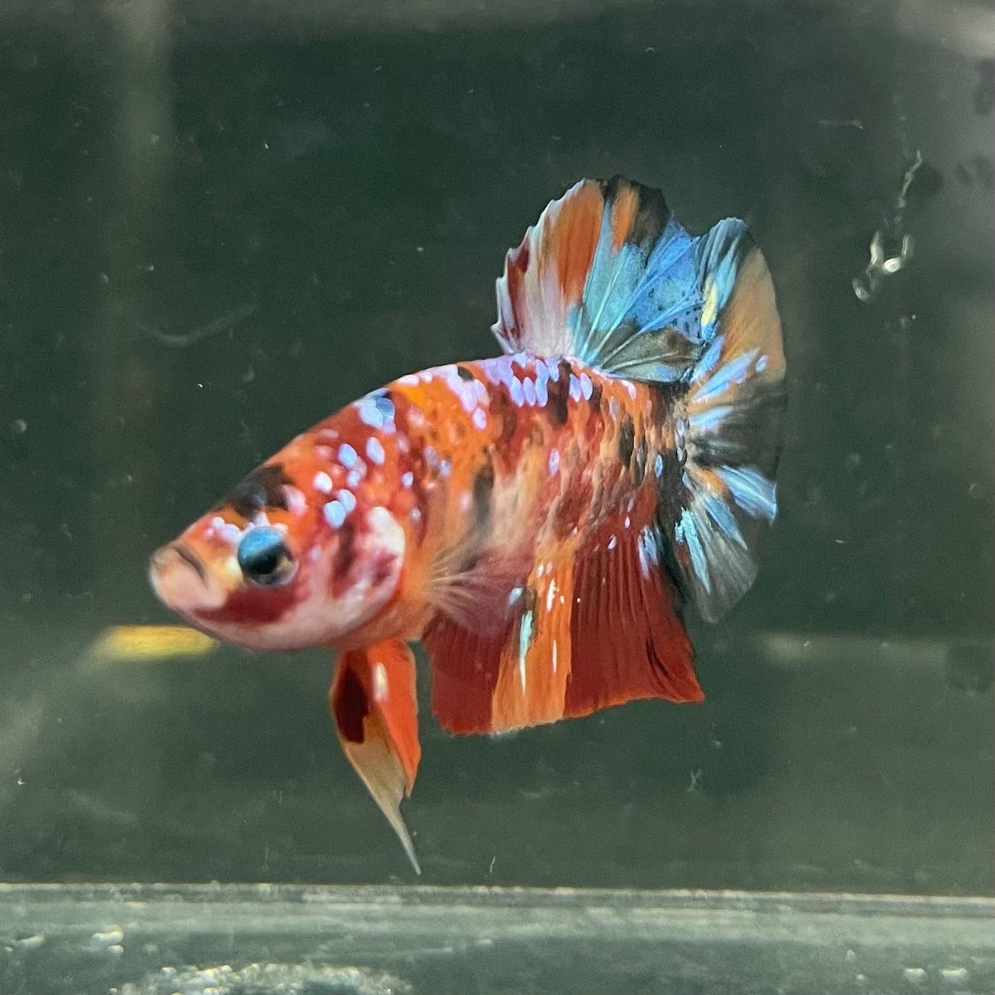 the-fish-farm Premium Male Betta Fancy Plakat Betta Male - One Only - 19 Buy this Premium Male Plakat Betta - One Only The Fish Farm Australia 