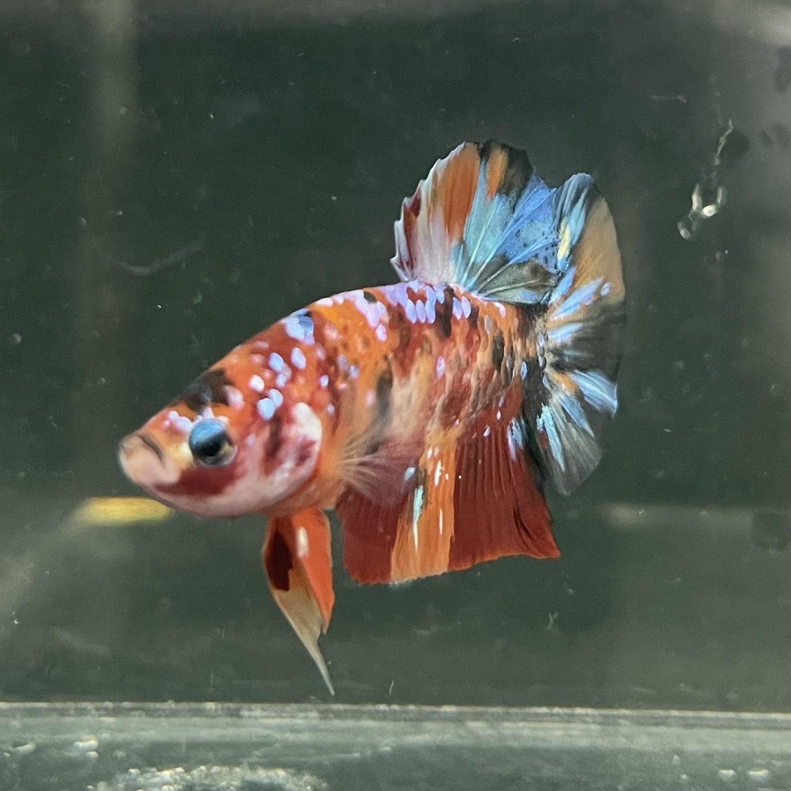 the-fish-farm Premium Male Betta Fancy Plakat Betta Male - One Only - 19 Buy this Premium Male Plakat Betta - One Only The Fish Farm Australia 