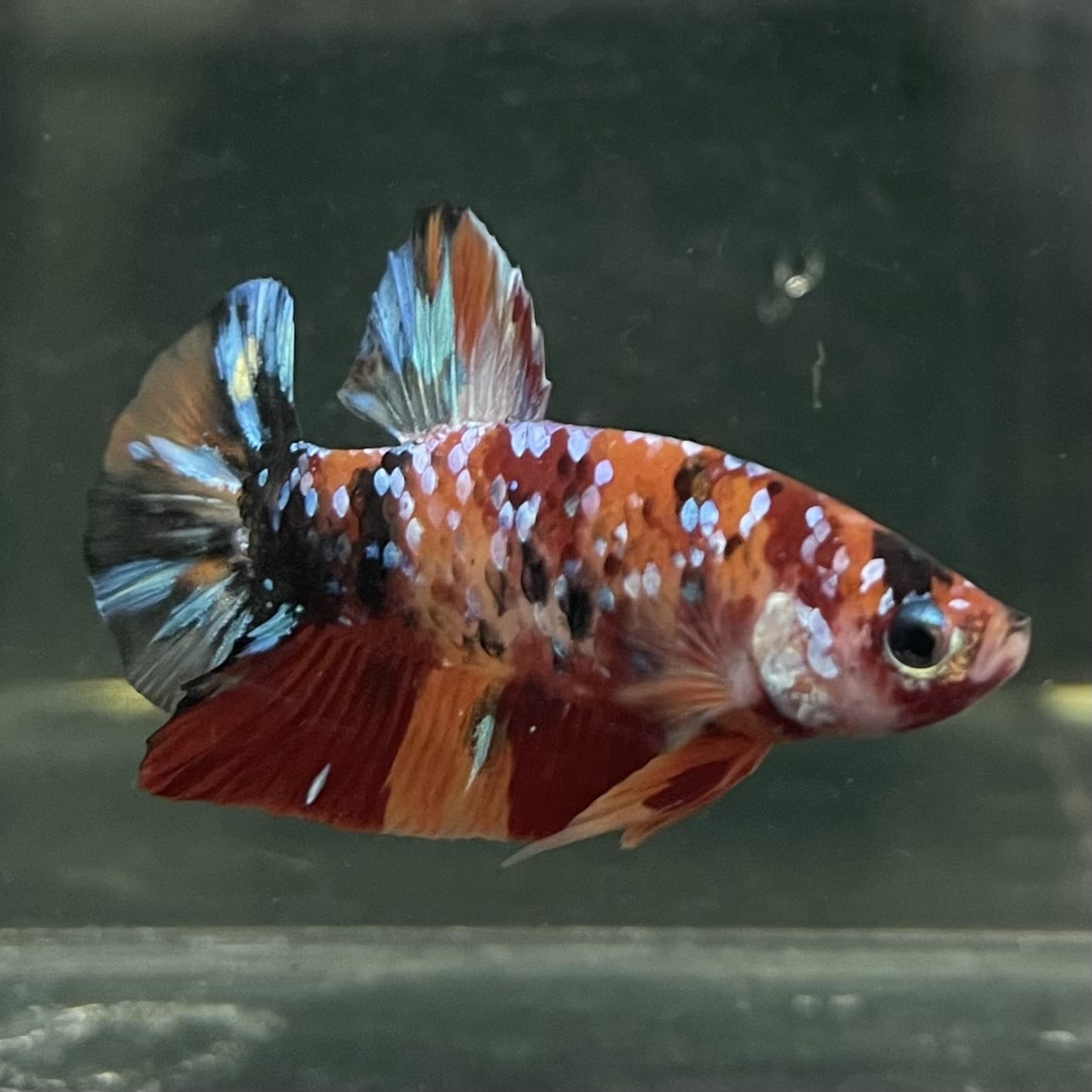 the-fish-farm Premium Male Betta Fancy Plakat Betta Male - One Only - 19 Buy this Premium Male Plakat Betta - One Only The Fish Farm Australia 