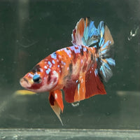 the-fish-farm Premium Male Betta Fancy Plakat Betta Male - One Only - 19 Buy this Premium Male Plakat Betta - One Only The Fish Farm Australia 
