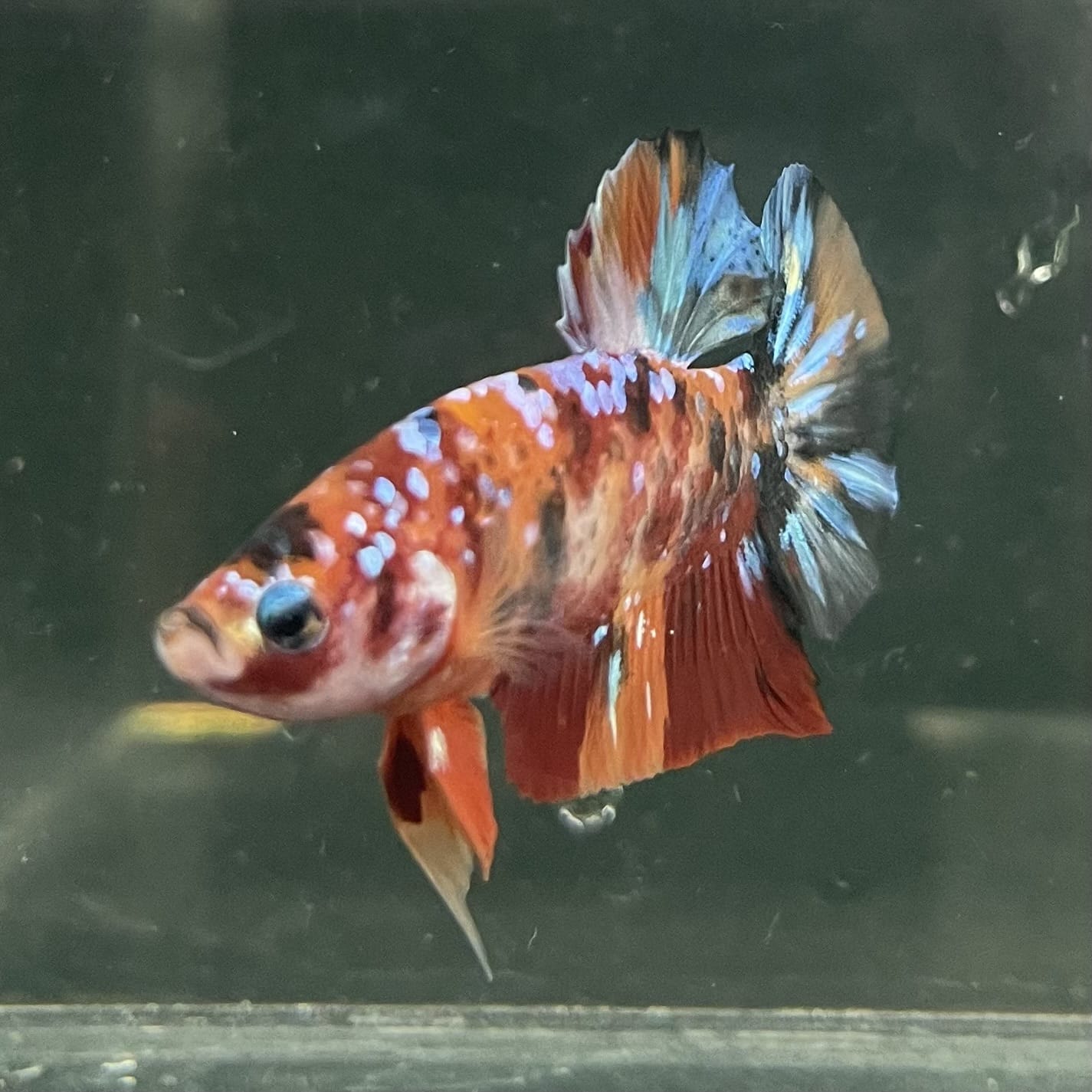 the-fish-farm Premium Male Betta Fancy Plakat Betta Male - One Only - 19 Buy this Premium Male Plakat Betta - One Only The Fish Farm Australia 