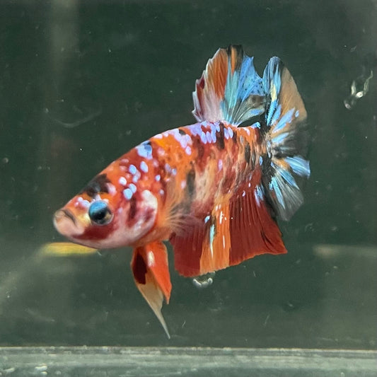 the-fish-farm Premium Male Betta Fancy Plakat Betta Male - One Only - 19 Buy this Premium Male Plakat Betta - One Only The Fish Farm Australia 
