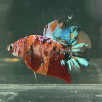 the-fish-farm Premium Male Betta Fancy Plakat Betta Male - One Only - 19 Buy this Premium Male Plakat Betta - One Only The Fish Farm Australia 