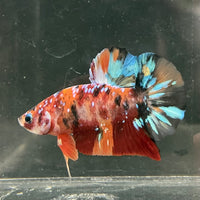 the-fish-farm Premium Male Betta Fancy Plakat Betta Male - One Only - 19 Buy this Premium Male Plakat Betta - One Only The Fish Farm Australia 