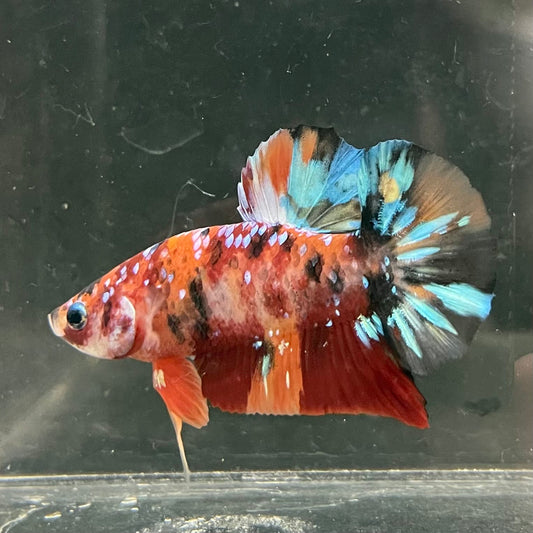 the-fish-farm Premium Male Betta Fancy Plakat Betta Male - One Only - 19 Buy this Premium Male Plakat Betta - One Only The Fish Farm Australia 