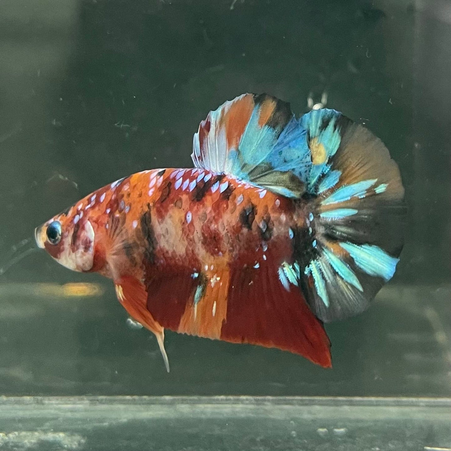 the-fish-farm Premium Male Betta Fancy Plakat Betta Male - One Only - 19 Buy this Premium Male Plakat Betta - One Only The Fish Farm Australia 