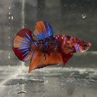 the-fish-farm Premium Male Betta Fancy Plakat Betta Male - One Only - 19 Buy this Premium Male Plakat Betta - One Only The Fish Farm Australia 