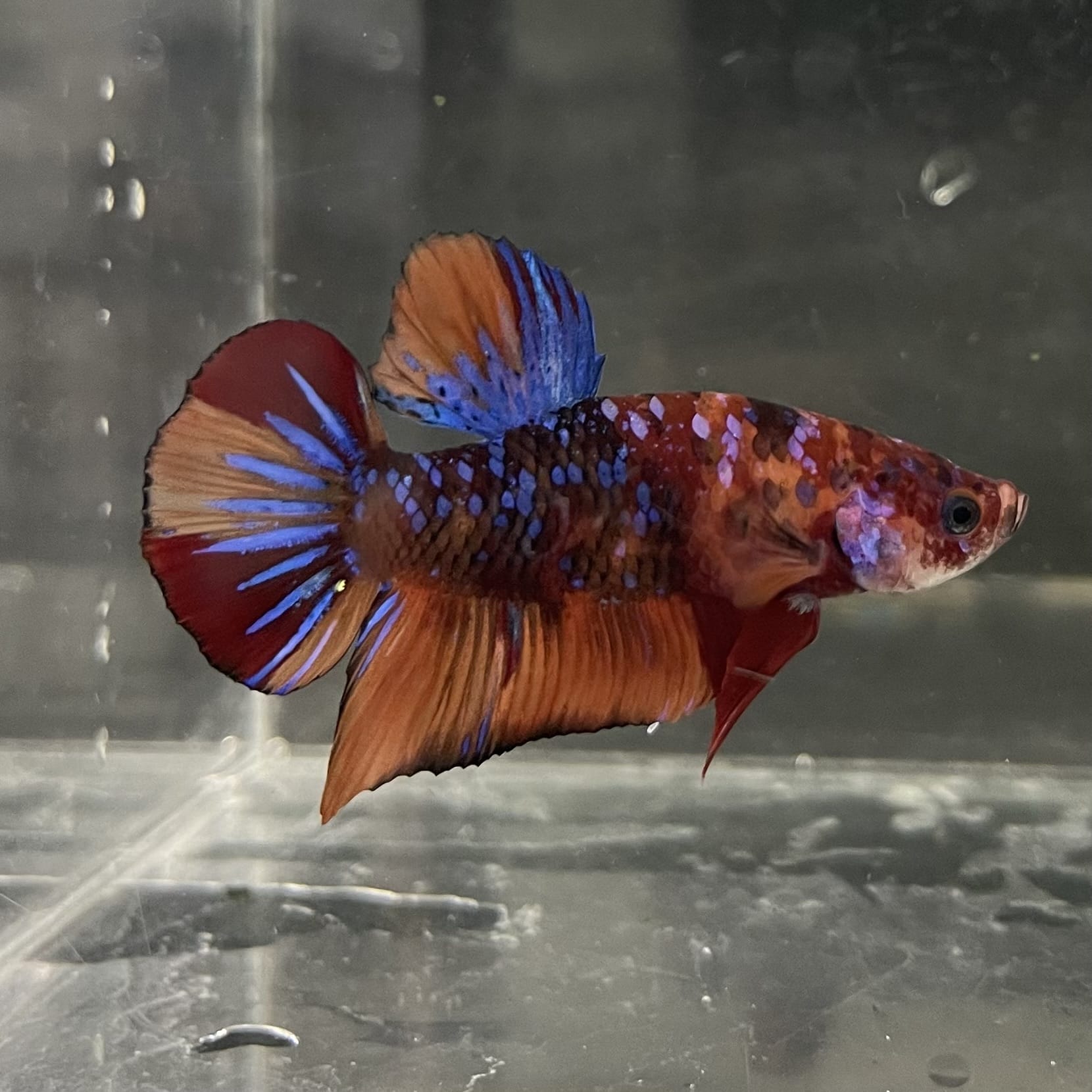 the-fish-farm Premium Male Betta Fancy Plakat Betta Male - One Only - 19 Buy this Premium Male Plakat Betta - One Only The Fish Farm Australia 