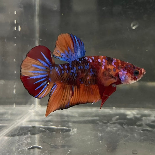 the-fish-farm Premium Male Betta Fancy Plakat Betta Male - One Only - 19 Buy this Premium Male Plakat Betta - One Only The Fish Farm Australia 