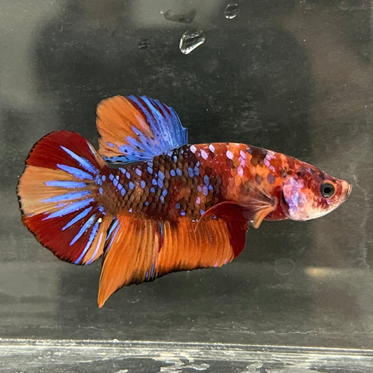 the-fish-farm Premium Male Betta Fancy Plakat Betta Male - One Only - 19 Buy this Premium Male Plakat Betta - One Only The Fish Farm Australia 
