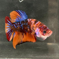 the-fish-farm Premium Male Betta Fancy Plakat Betta Male - One Only - 19 Buy this Premium Male Plakat Betta - One Only The Fish Farm Australia 