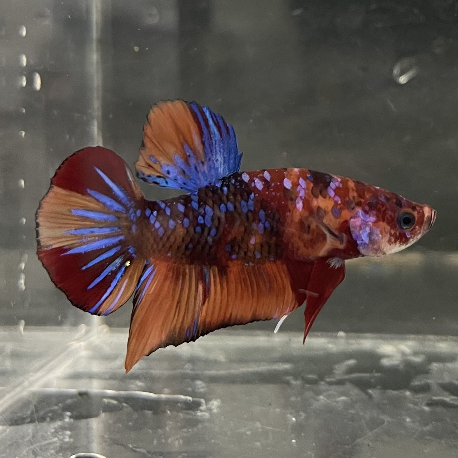 the-fish-farm Premium Male Betta Fancy Plakat Betta Male - One Only - 19 Buy this Premium Male Plakat Betta - One Only The Fish Farm Australia 